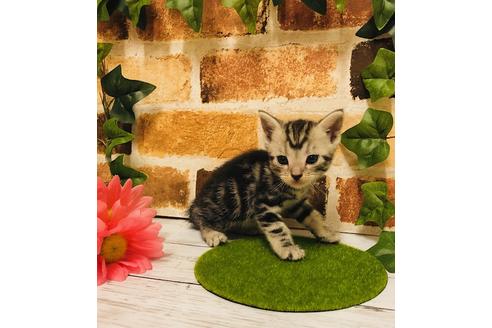 成約済の大阪府のアメリカンショートヘア-6711の2枚目